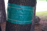 TreeHelp Bug Bands help control Tent Caterpillars and other crawling insects.