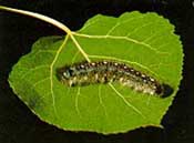 Forest tent caterpillar on leaf